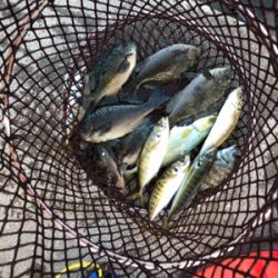 波止で五目釣り