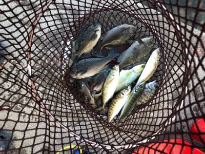 波止で五目釣り