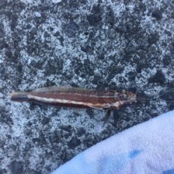 ショアジギのちエサ釣り