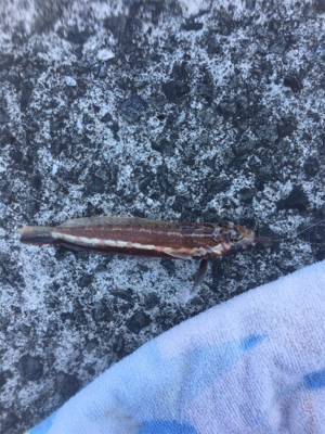 ショアジギのちエサ釣り