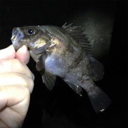 漁港でメバリング