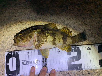 ライトゲーム！ショアジギ不発！