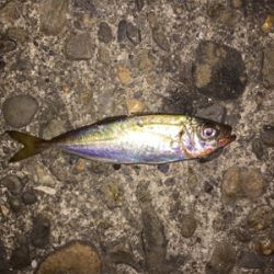 一週間ぶりのアジング