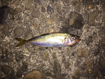 一週間ぶりのアジング