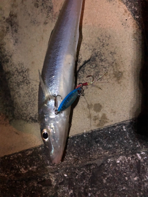 アジングタックルで！！