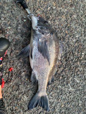 夕方からチニング