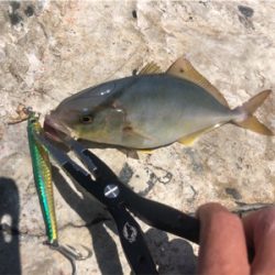 ライトタックルでデイゲーム♪