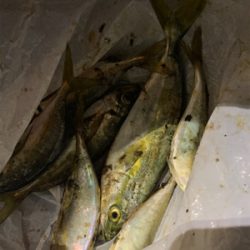 アジ高活性でした(^^)