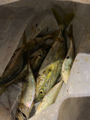 アジ高活性でした(^^)