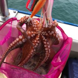 タコ釣り   たかみ丸  大潮