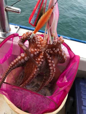 タコ釣り   たかみ丸  大潮