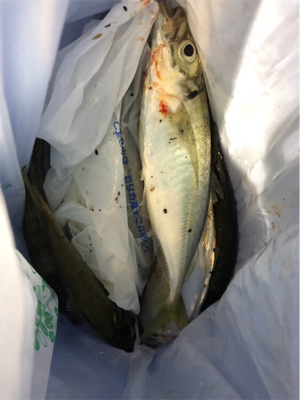 中アジポツポツ♪