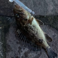 夜チョコ調査隊