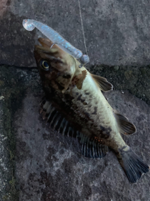 夜チョコ調査隊