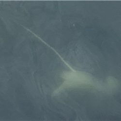 またツバスからの『?』と巨エイ