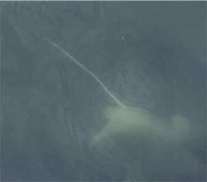 またツバスからの『?』と巨エイ