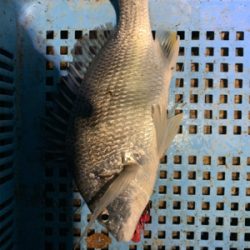 今日もいつもの