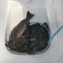 波止グレ調査..