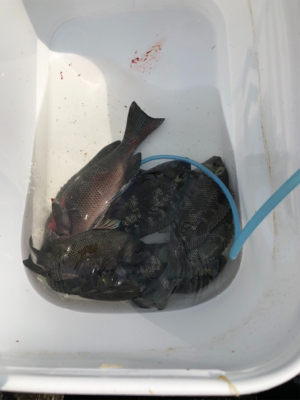 波止グレ調査..