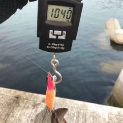 令和2杯目アオリゲットキロアップ！