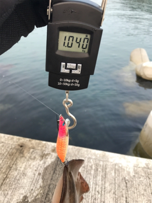 令和2杯目アオリゲットキロアップ！