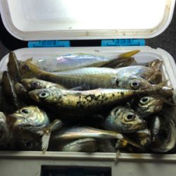 アジたくさん！