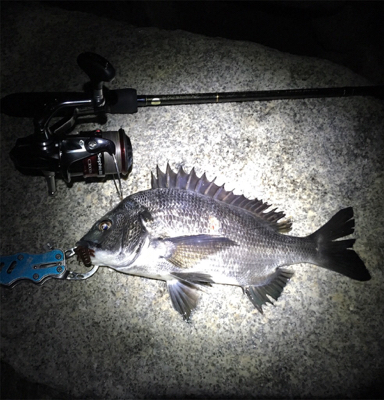 淀川ブリームゲーム 今季初マチヌ