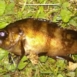 アジンガー2100〜2151