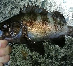 ナイトアジング