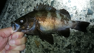 ナイトアジング