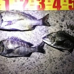 シンキングミノーで何か釣る夜釣り～