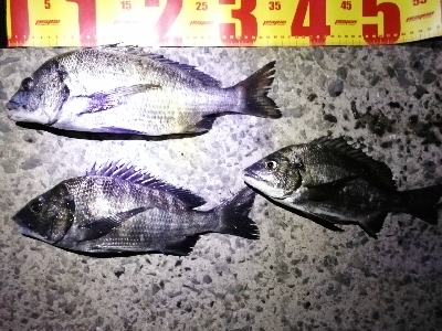 シンキングミノーで何か釣る夜釣り～