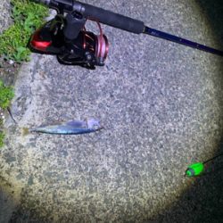 イカ釣りがハモに