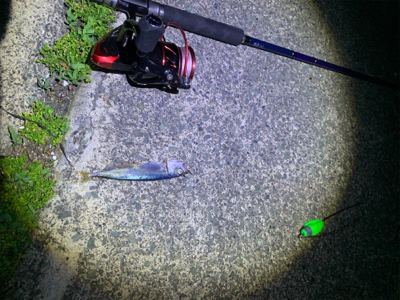 イカ釣りがハモに