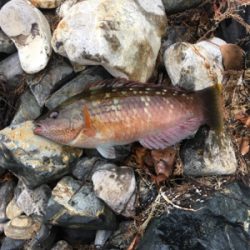 親父たちの釣行 舞鶴編