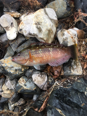 親父たちの釣行 舞鶴編
