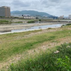 デイナマズゲーム