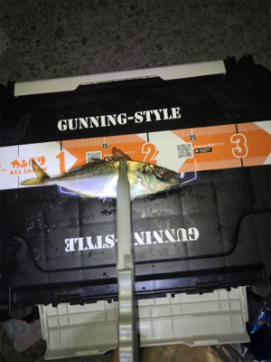 タチウオ メバル アジ