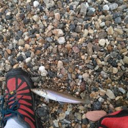 やはりキスが釣りたい