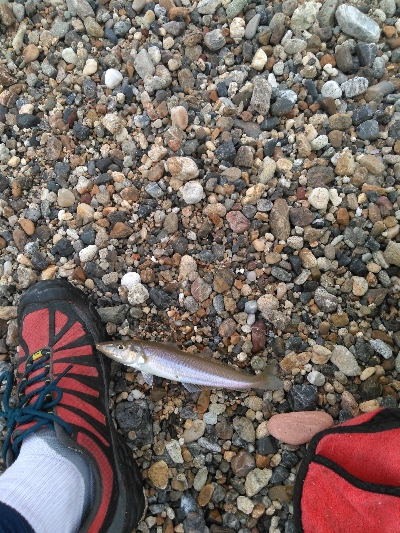 やはりキスが釣りたい