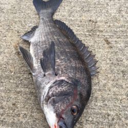 ウキのアタリ多数 色んな魚種が、、