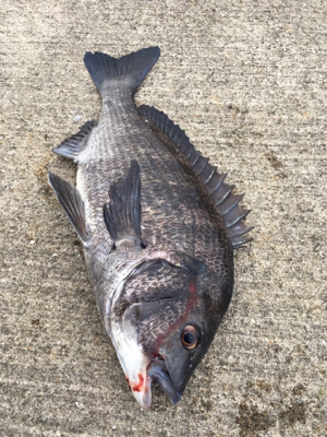 ウキのアタリ多数 色んな魚種が、、