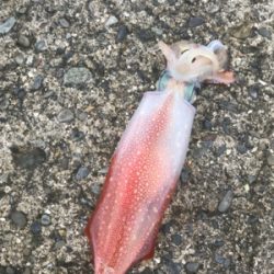 夏イカ！と言いたいところだが。。(°▽°)