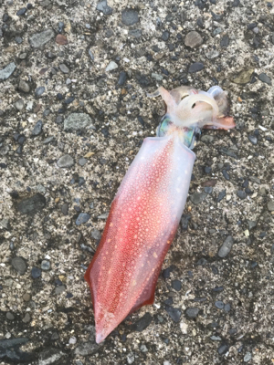 夏イカ！と言いたいところだが。。(°▽°)