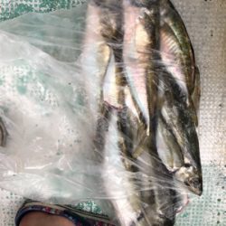 友ヶ島沖の大アジ五目