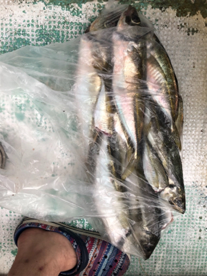 友ヶ島沖の大アジ五目