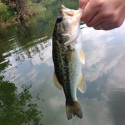 梅雨入り前の桜池