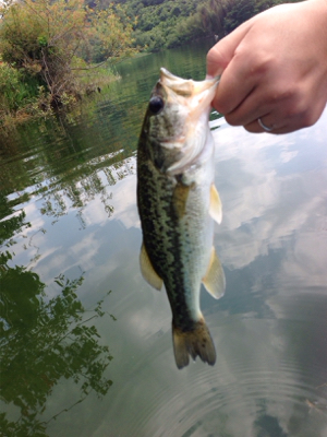 梅雨入り前の桜池