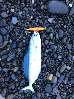 七里御浜ショアジギング