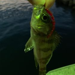 久しぶりに田尻アジング